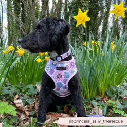 Cocopup Collars-Pastel Flowers Collar