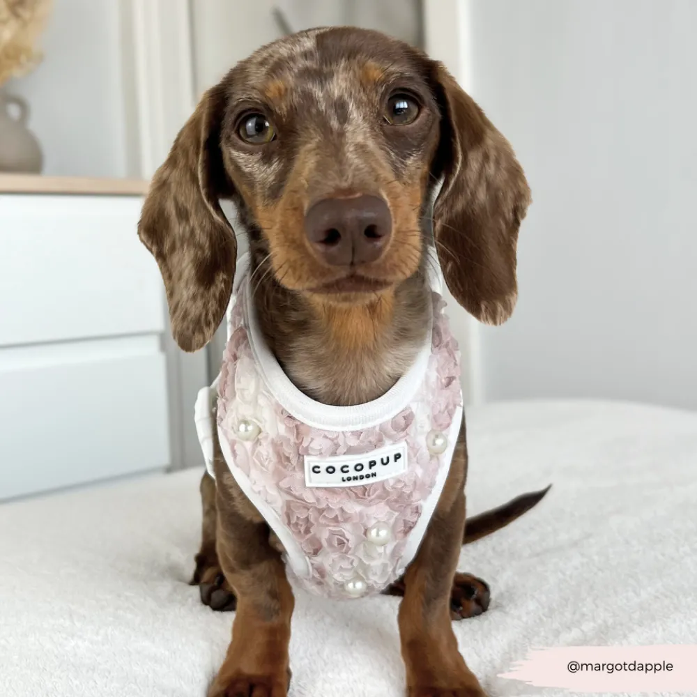 Cocopup Adjustable Harness Bundles | Special Occassion Harnesses ✨-Pearly Pup Adjustable Neck Harness, Lead & Collar Bundle