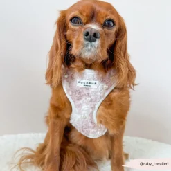 Cocopup Special Occassion Harnesses ✨ | Adjustable Neck Harnesses-Pearly Pup Adjustable Neck HARNESS