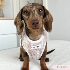 Cocopup Special Occassion Harnesses ✨ | Adjustable Neck Harnesses-Pearly Pup Adjustable Neck HARNESS