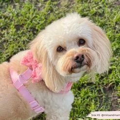 Cocopup Bow Ties-Peony Pup Bow Tie