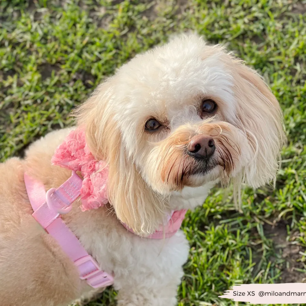 Cocopup Bow Ties-Peony Pup Bow Tie