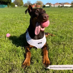 Cocopup Adjustable Harness Bundles-Pink Dalmatian Adjustable Neck Harness, Lead & Collar Bundle