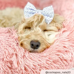 Cocopup Bow Ties-Pink Dalmatian Bow Tie