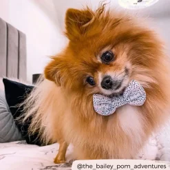 Cocopup Bow Ties-Pink Dalmatian Bow Tie