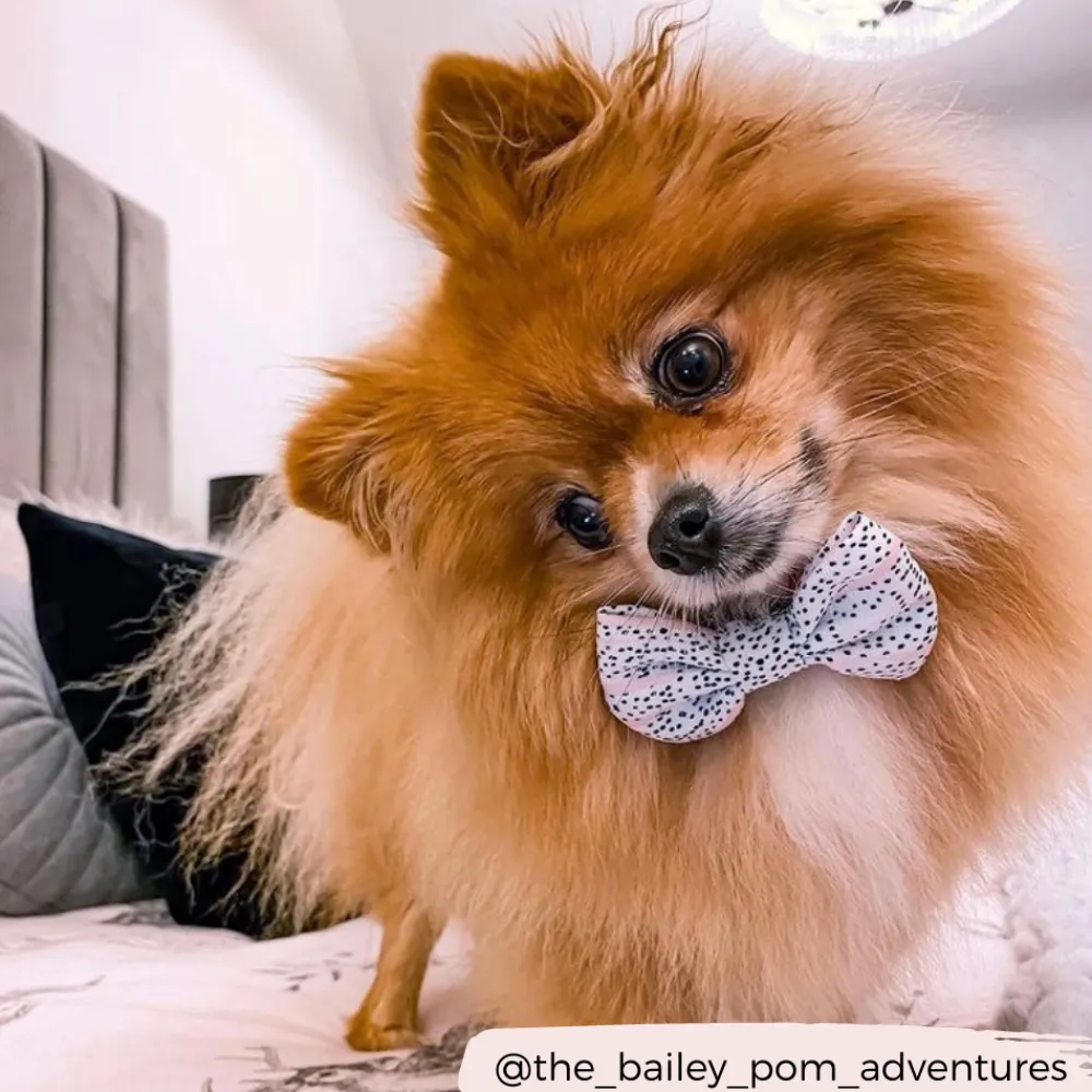 Cocopup Bow Ties-Pink Dalmatian Bow Tie