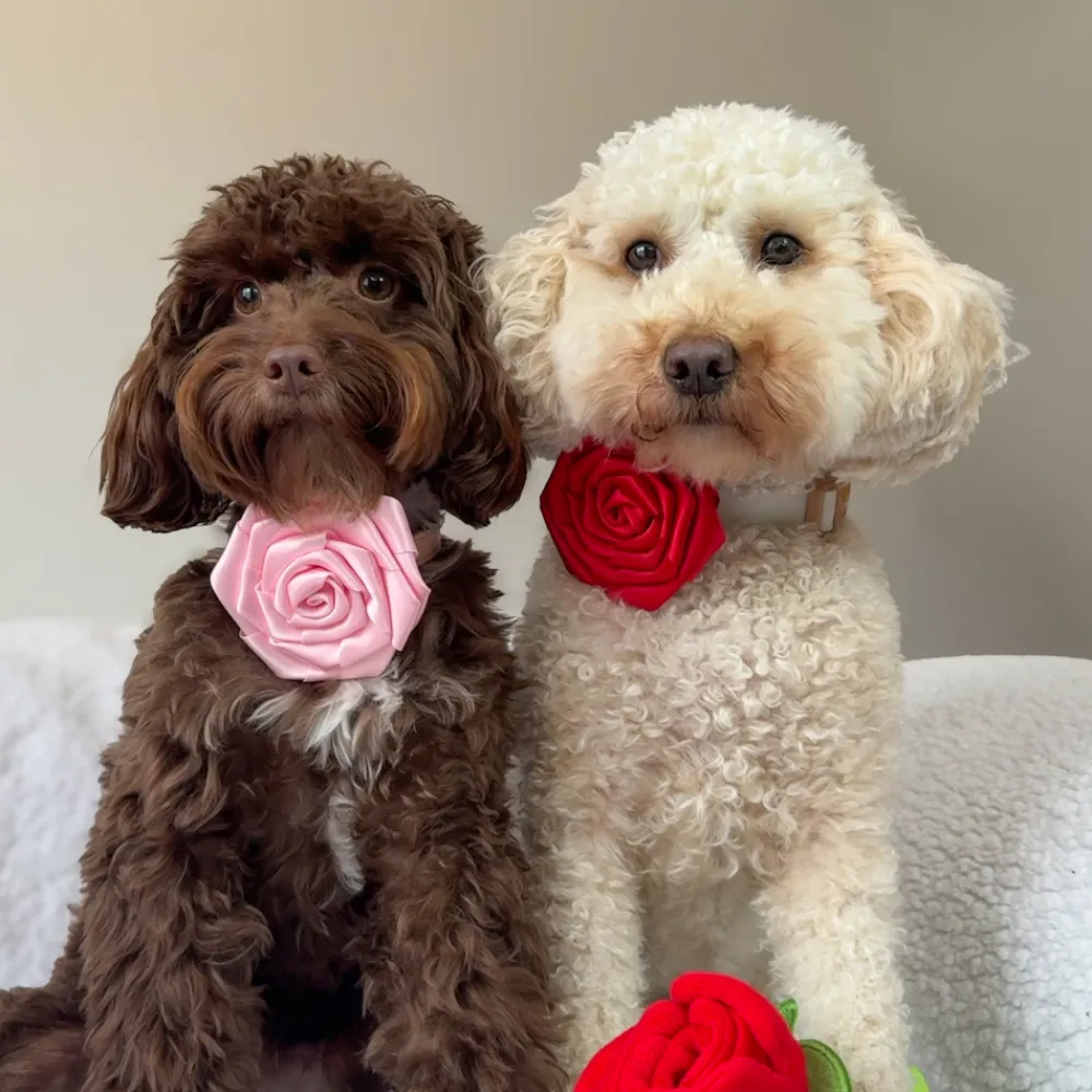 Cocopup Collar Flowers-Pink Rose Collar Flower