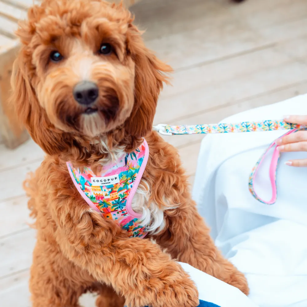 Cocopup Adjustable Neck Harnesses-Portofino Pup Adjustable Neck HARNESS