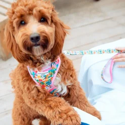 Cocopup Leads-Portofino Pup Lead