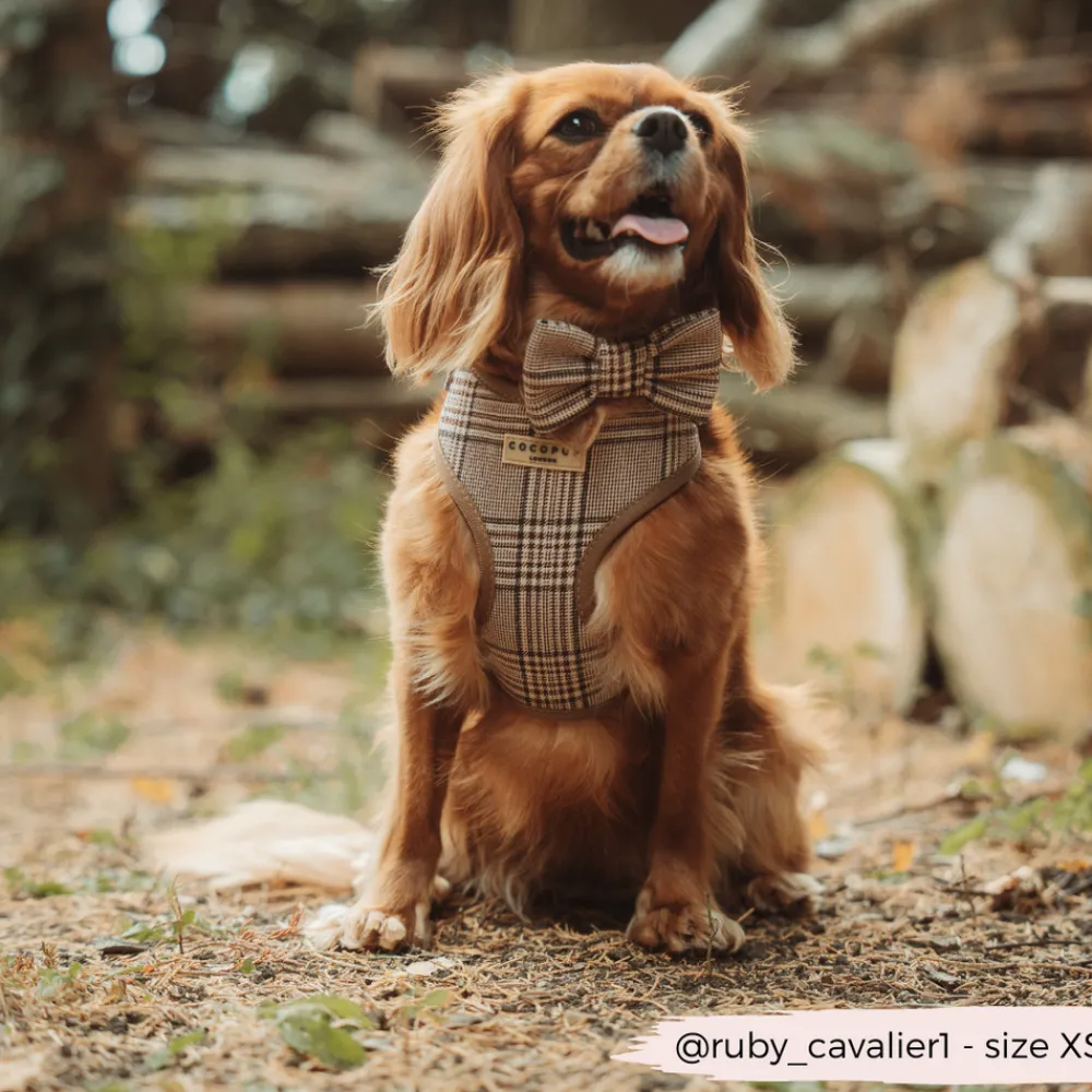 Cocopup Adjustable Harness Bundles-Pup Plaid Adjustable Neck Harness, Lead & Collar Bundle