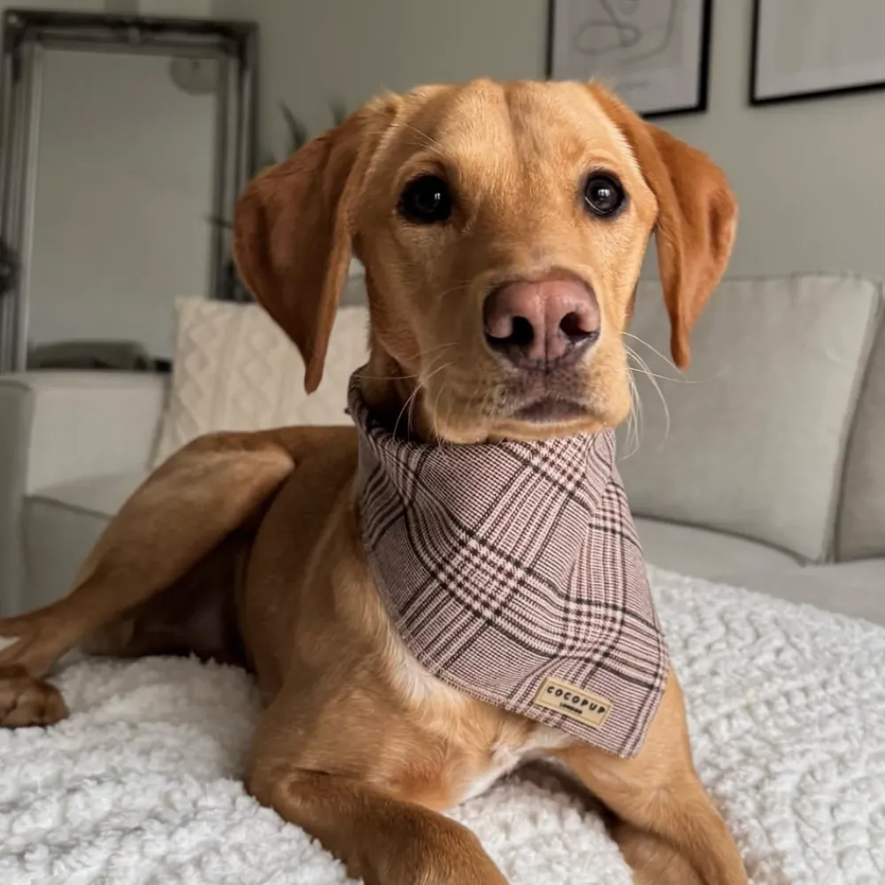 Cocopup Bandanas-Pup Plaid Bandana