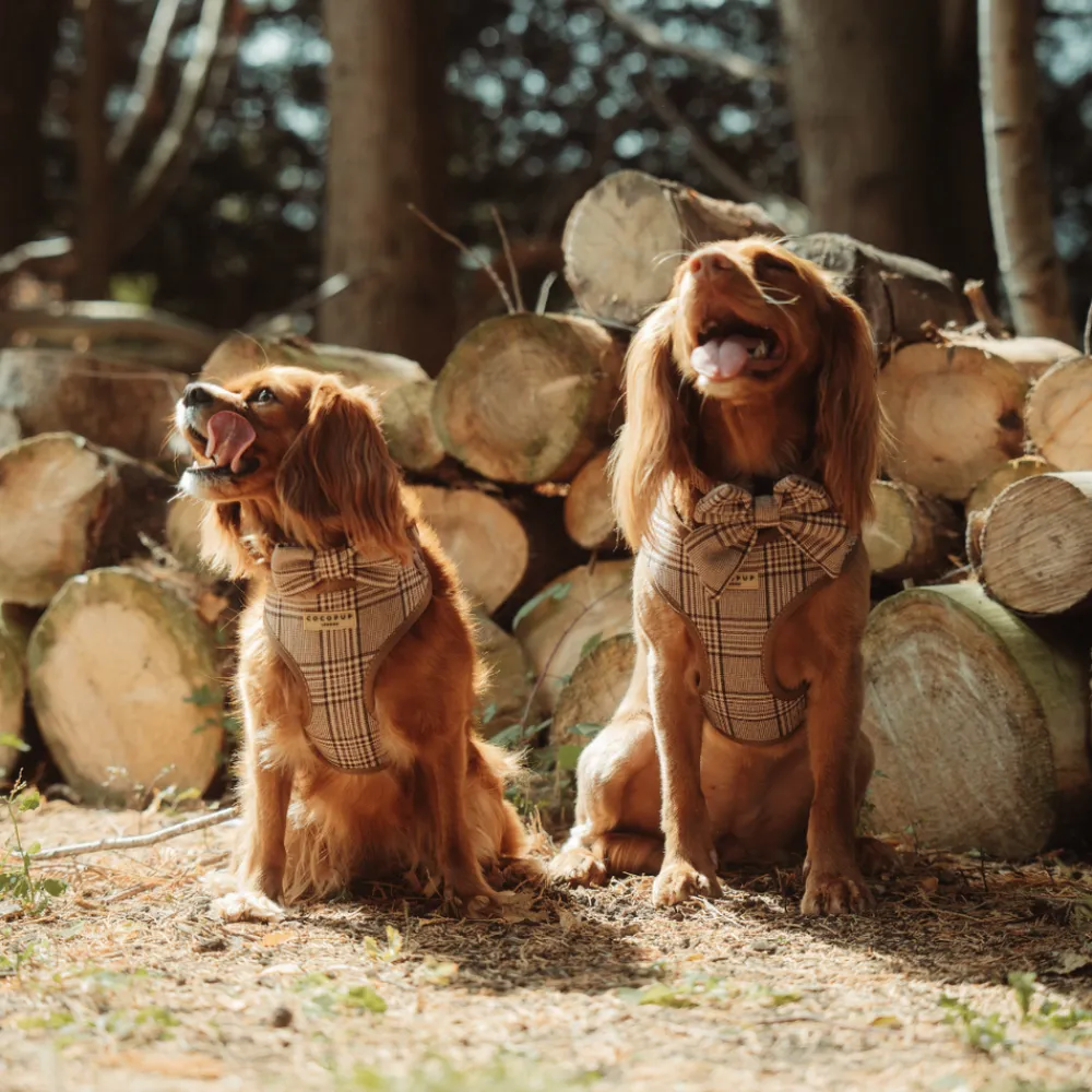 Cocopup Bow Ties | Bow Ties-Pup Plaid Bow Tie