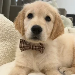 Cocopup Bow Ties | Bow Ties-Pup Plaid Bow Tie