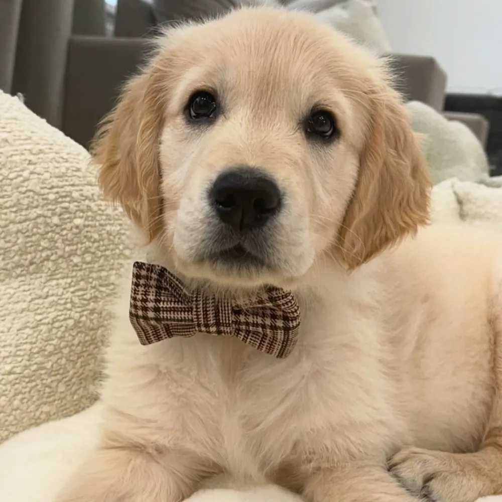 Cocopup Bow Ties | Bow Ties-Pup Plaid Bow Tie