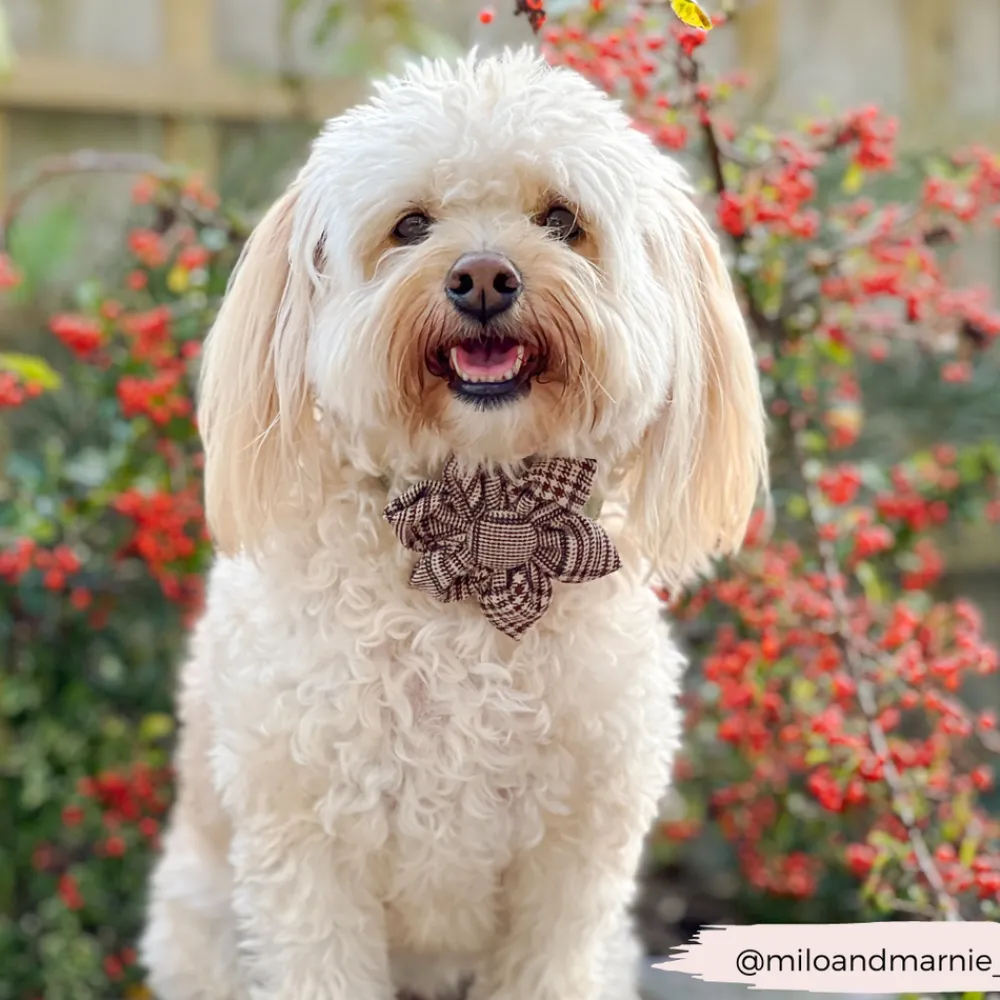 Cocopup Collar Flowers | Collar Flowers-Pup Plaid Collar Flower
