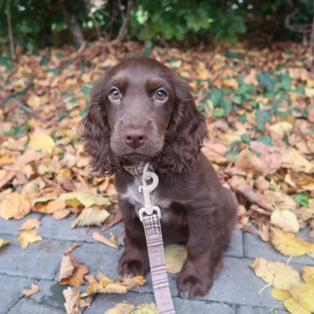 Cocopup Leads-Pup Plaid Lead
