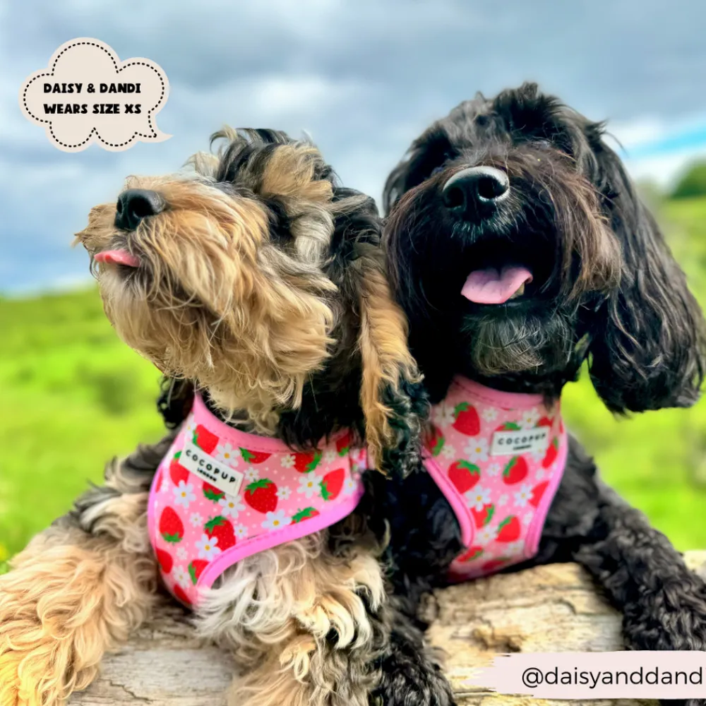 Cocopup Adjustable Neck Harnesses-Pupberry Fields Adjustable Neck HARNESS
