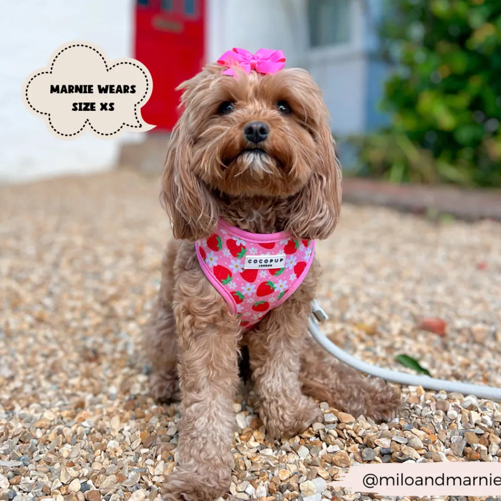 Cocopup Adjustable Neck Harnesses-Pupberry Fields Adjustable Neck HARNESS