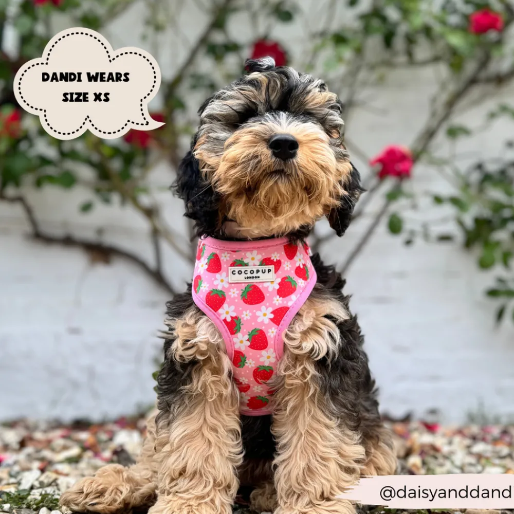 Cocopup Adjustable Harness Bundles-Pupberry Fields Adjustable Neck Harness, Lead & Collar Bundle