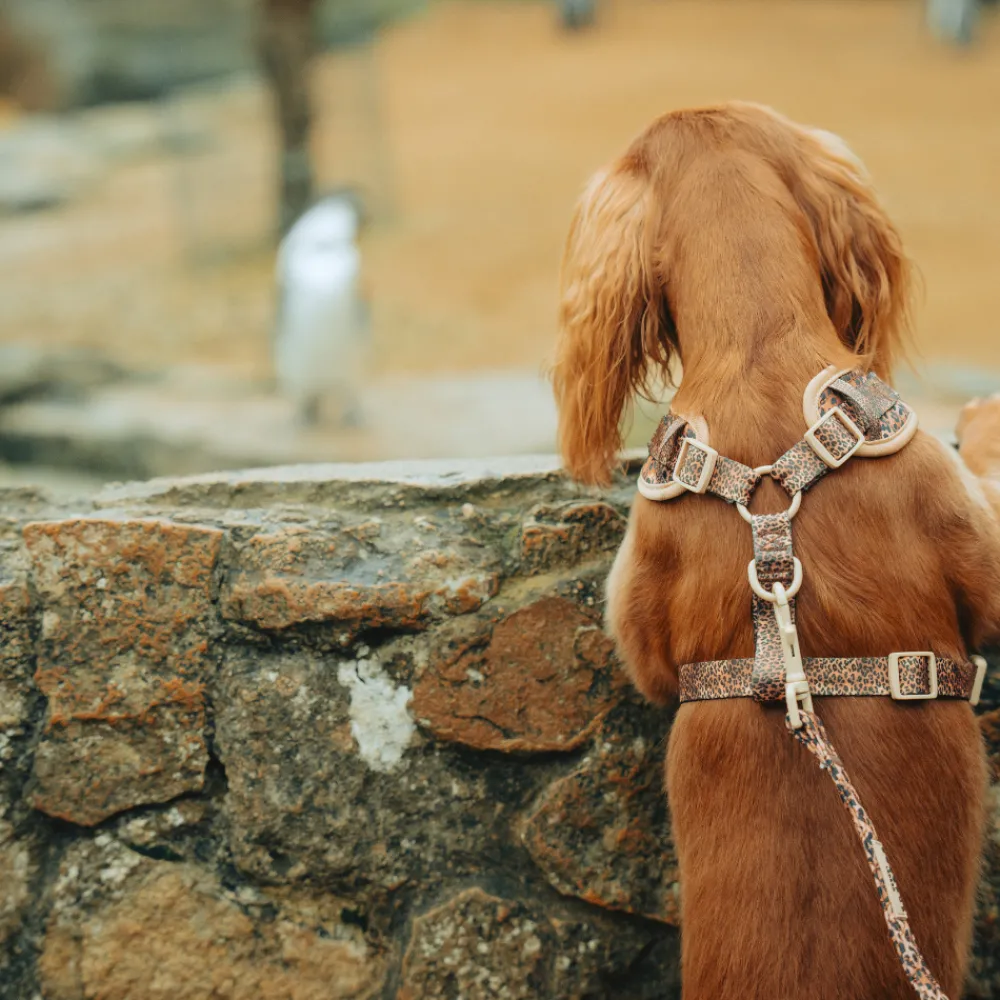 Cocopup Leads-Quilted Leopard Pup Lead