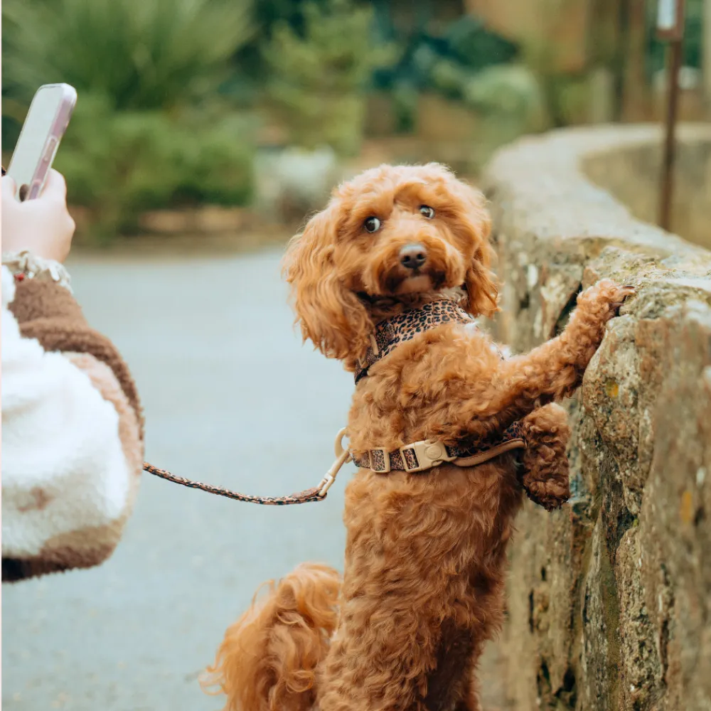 Cocopup Leads-Quilted Leopard Pup Lead