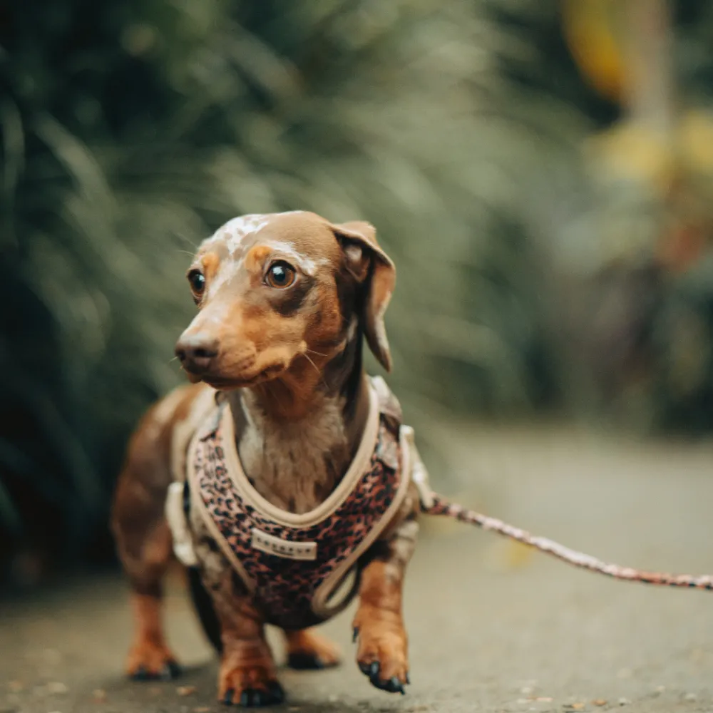 Cocopup Leads-Quilted Leopard Pup Lead
