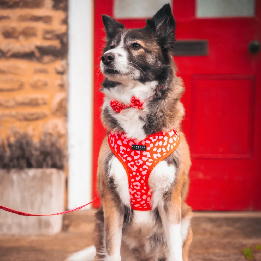 Cocopup Adjustable Harness Bundles-Red & Pink Leopard Adjustable Neck Harness, Lead & Collar Bundle