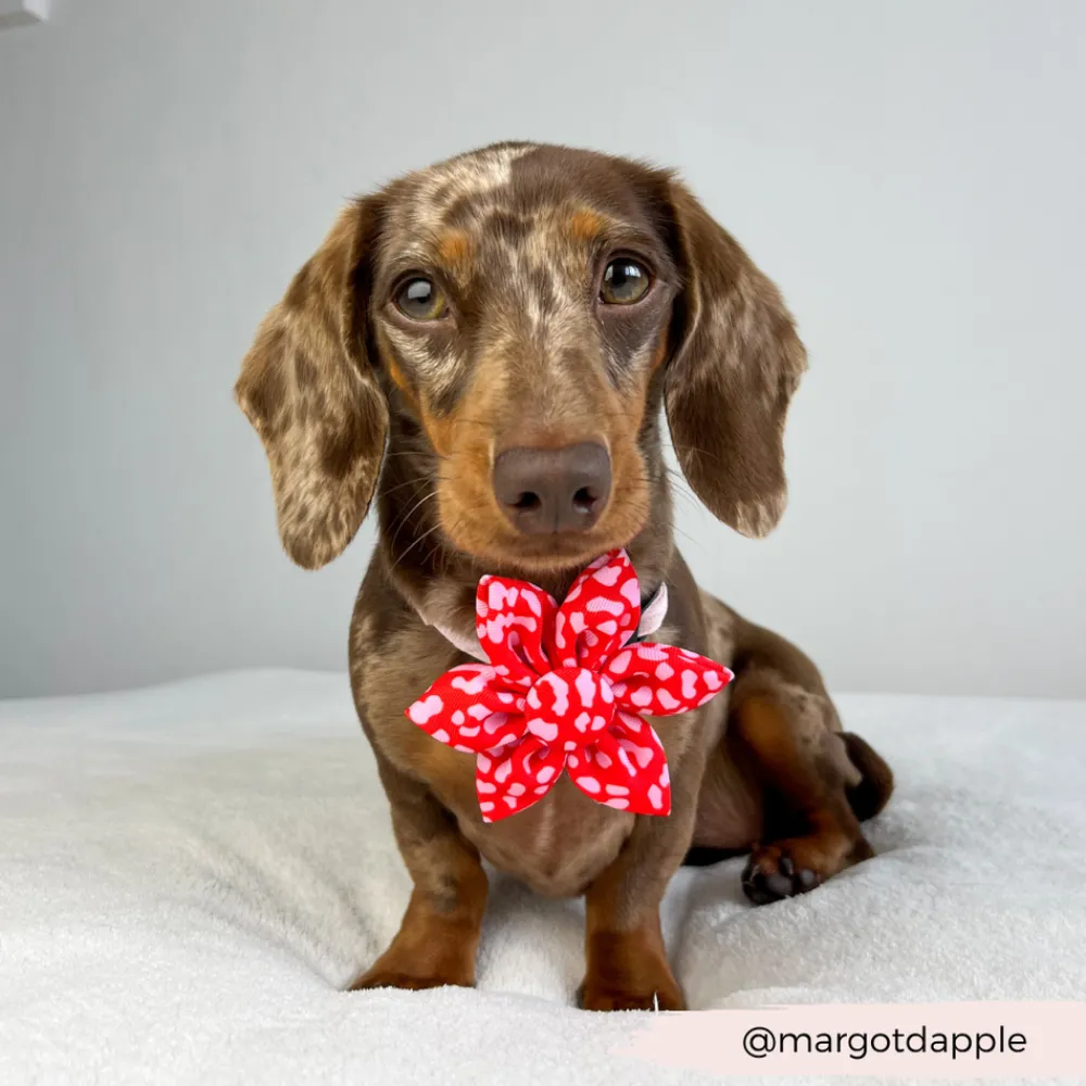Cocopup Collar Flowers-Red & Pink Leopard Collar Flower