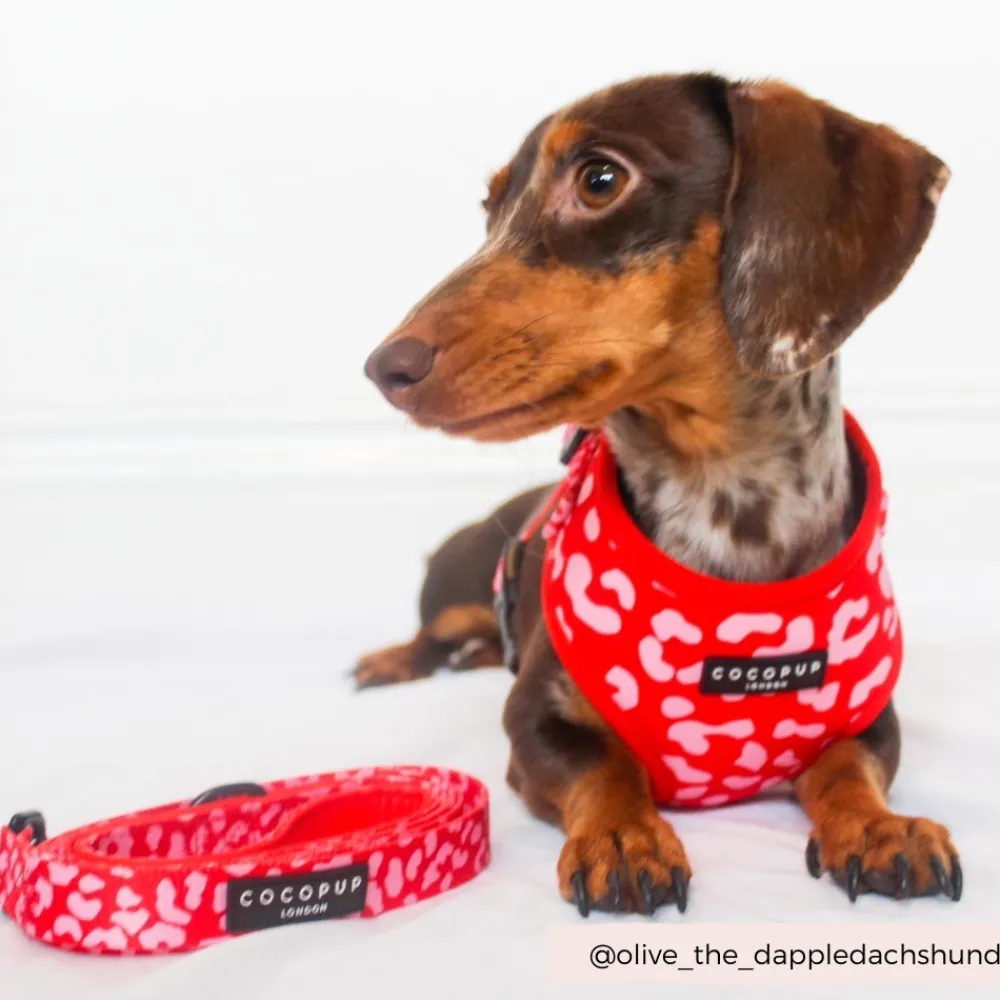 Cocopup Leads-Red & Pink Leopard Lead
