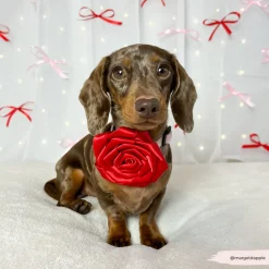 Cocopup Collar Flowers-Red Rose Collar Flower