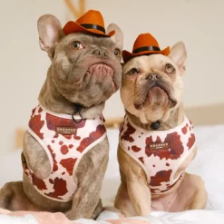 Cocopup Adjustable Neck Harnesses-Rodeo Pup Adjustable Neck HARNESS