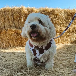 Cocopup Adjustable Neck Harnesses-Rodeo Pup Adjustable Neck HARNESS