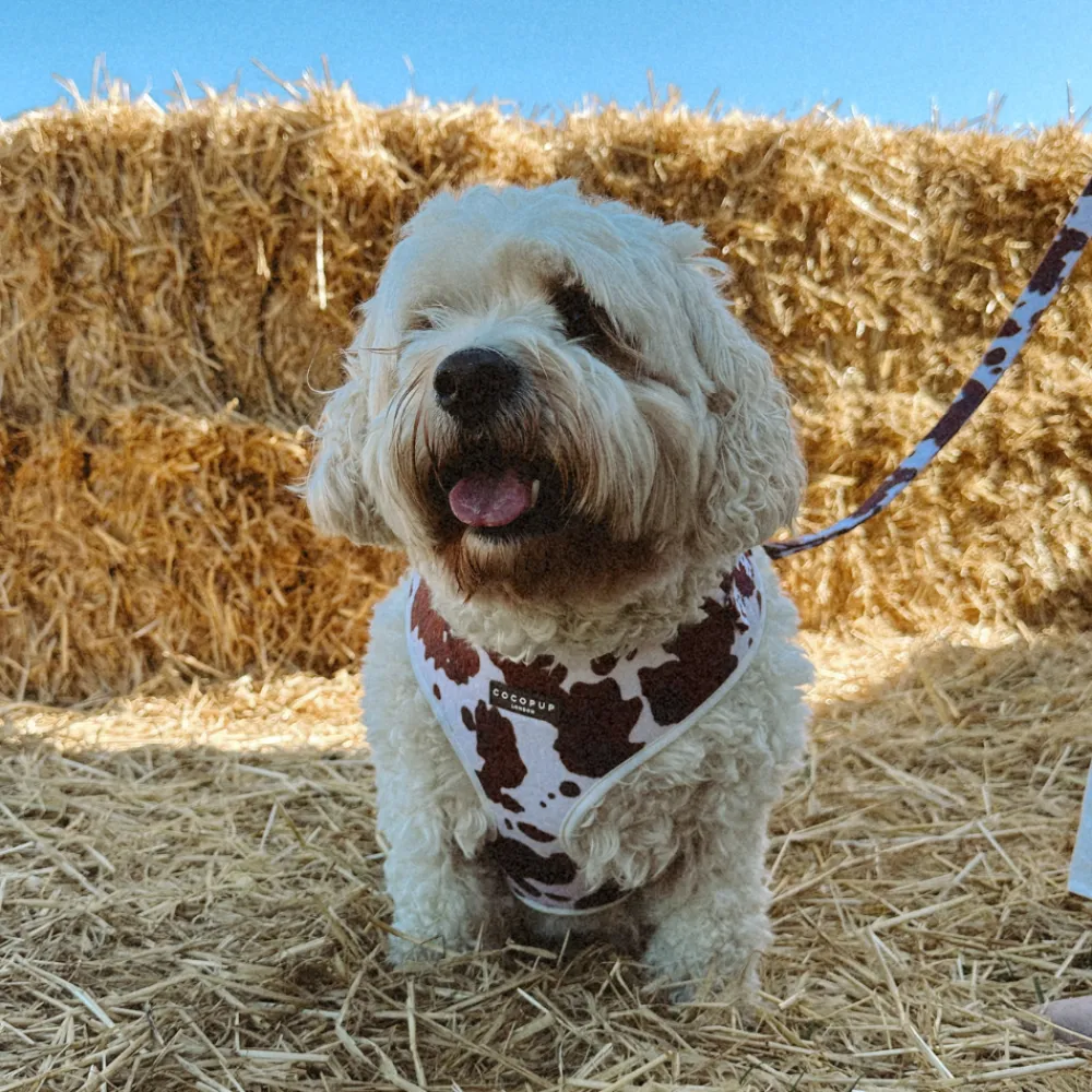 Cocopup Adjustable Neck Harnesses-Rodeo Pup Adjustable Neck HARNESS
