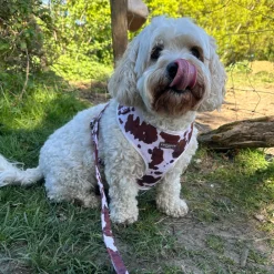 Cocopup Leads-Rodeo Pup Lead