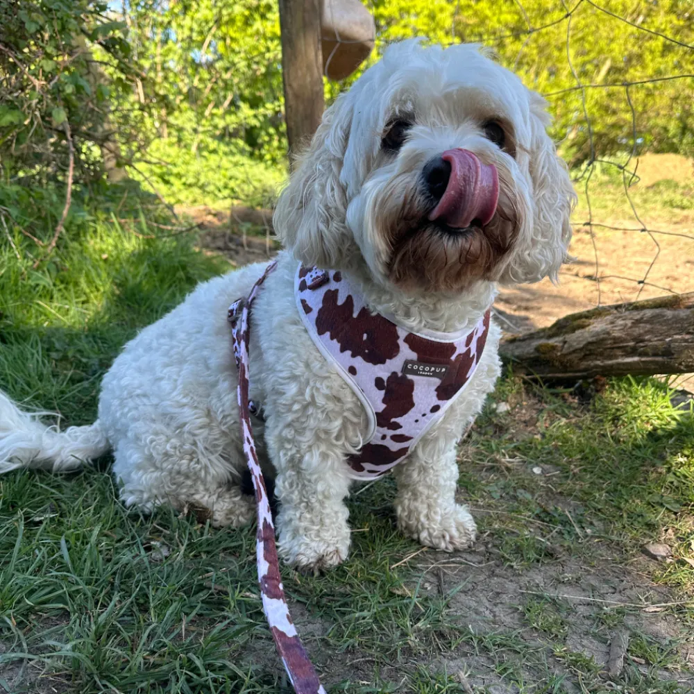 Cocopup Leads-Rodeo Pup Lead