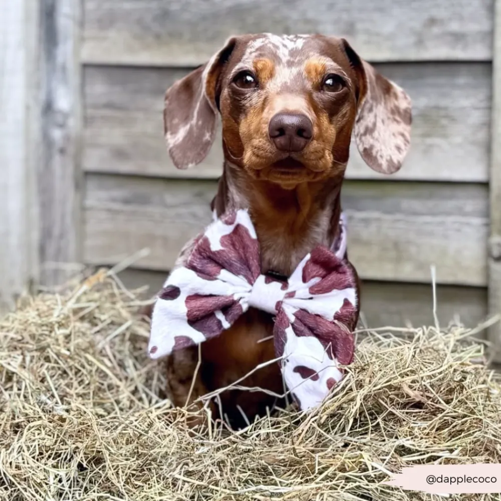 Cocopup Sailor Bow Ties-Rodeo Pup Sailor Bow Tie