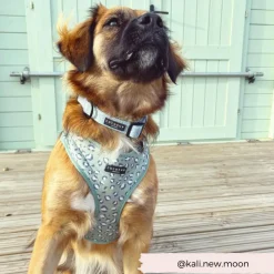 Cocopup Adjustable Neck Harnesses-Sage Leopard Adjustable Neck HARNESS