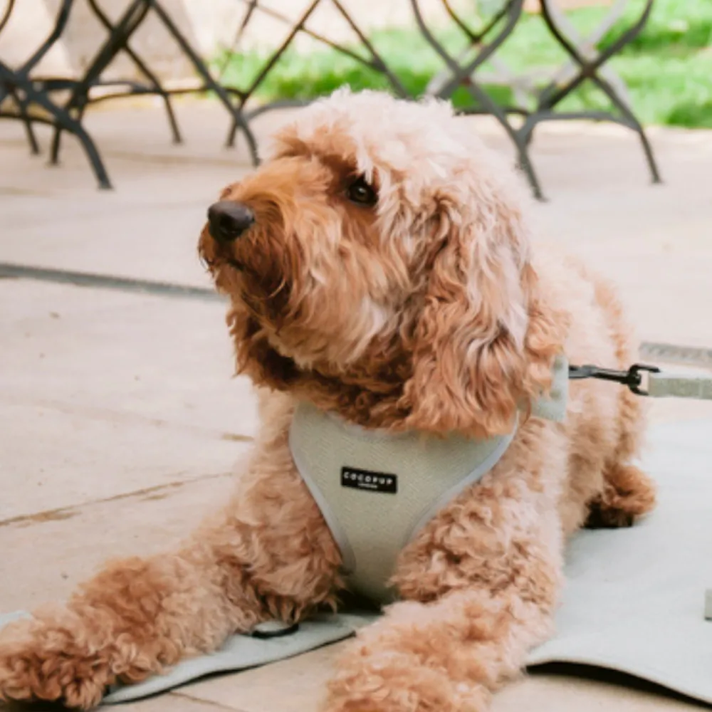 Cocopup Adjustable Neck Harnesses-Sage Tweed Adjustable Neck HARNESS