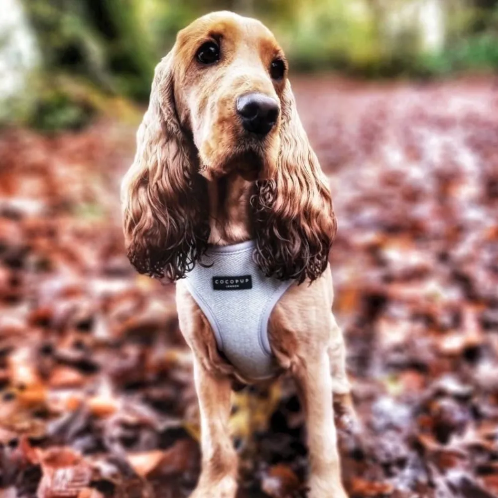 Cocopup Adjustable Harness Bundles-Sage Tweed Adjustable Neck Harness, Lead & Collar Bundle