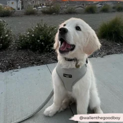Cocopup Adjustable Harness Bundles-Sage Tweed Adjustable Neck Harness, Lead & Collar Bundle