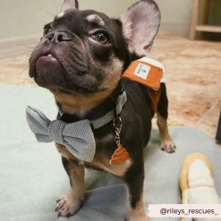 Cocopup Collars | Puppy Leads & Collars-Sage Tweed COLLAR