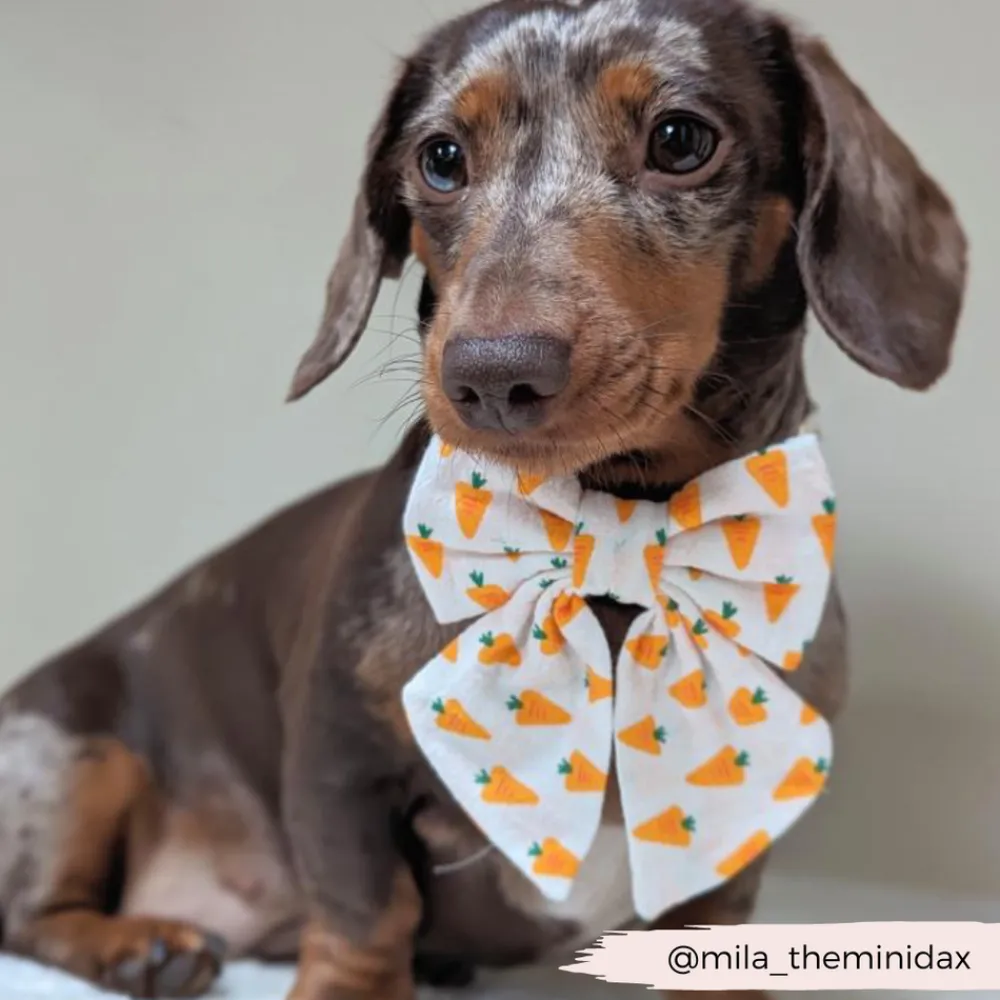Cocopup Sailor Bow Ties-Sailor Bow Tie - Easter Carrot