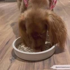 Cocopup Slow Feed Dog Bowls-Silicone Slow Feed Dog Bowl - Pupberry Fields