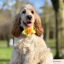 Cocopup Collar Flowers-Spring Daffodil Collar Flower
