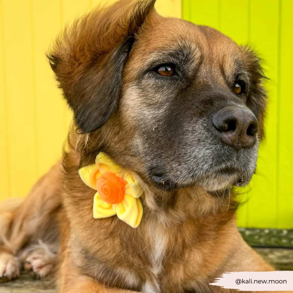 Cocopup Collar Flowers-Spring Daffodil Collar Flower