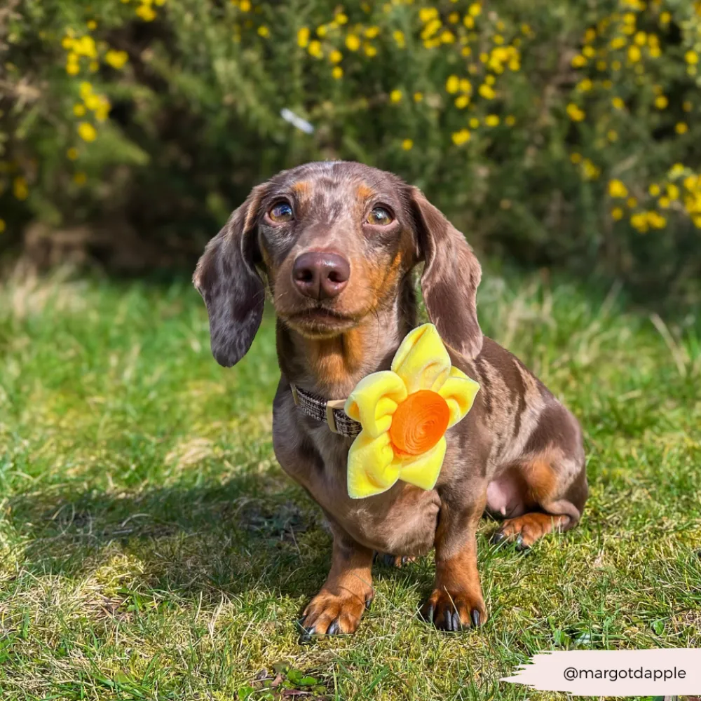 Cocopup Collar Flowers-Spring Daffodil Collar Flower