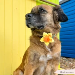 Cocopup Collar Flowers-Spring Daffodil Collar Flower