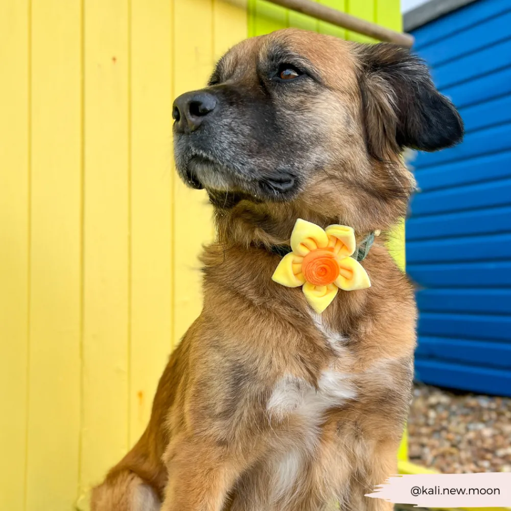 Cocopup Collar Flowers-Spring Daffodil Collar Flower