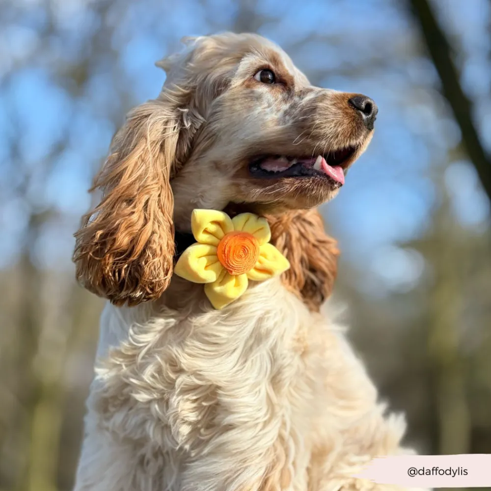 Cocopup Collar Flowers-Spring Daffodil Collar Flower