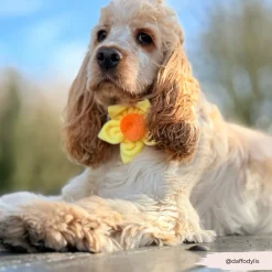 Cocopup Collar Flowers-Spring Daffodil Collar Flower